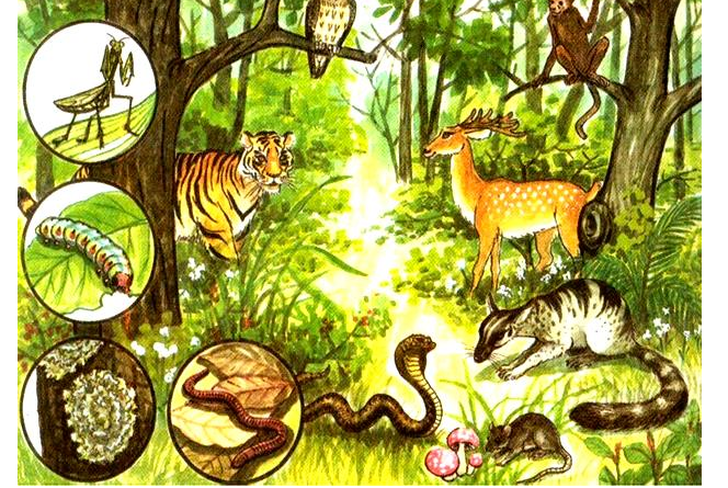 hệ sinh thái rừng nhiệt đới