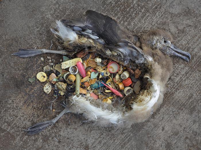 Chim biển chết vì ăn nhầm quá nhiều rác thải nhựa