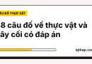 38 câu đố về thực vật và cây cối có đáp án